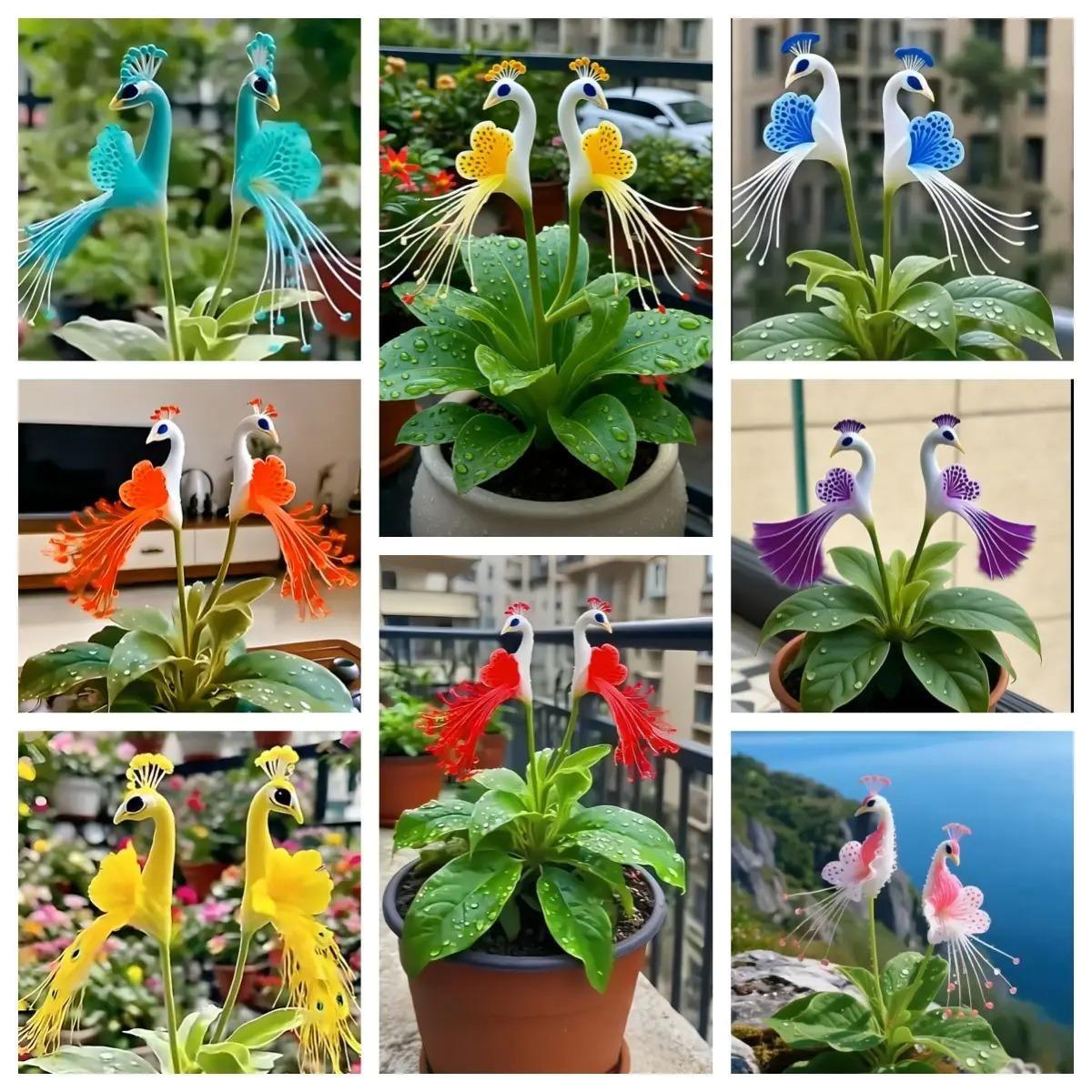 Vibrant Peacock Flower Seeds Pack of 2